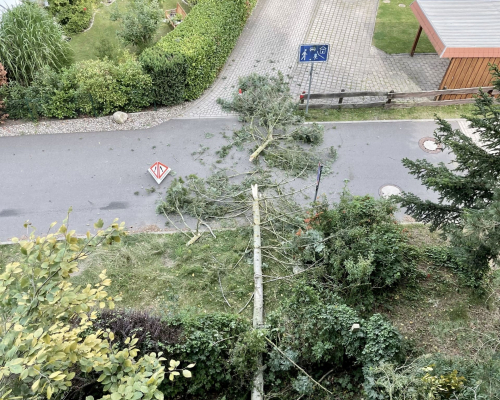 Mein Garten | Baumarbeiten